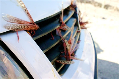 Locusts on a car grill in Eilat