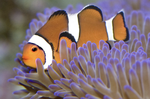 Clown fish with orange and white stripes above purple anemone
