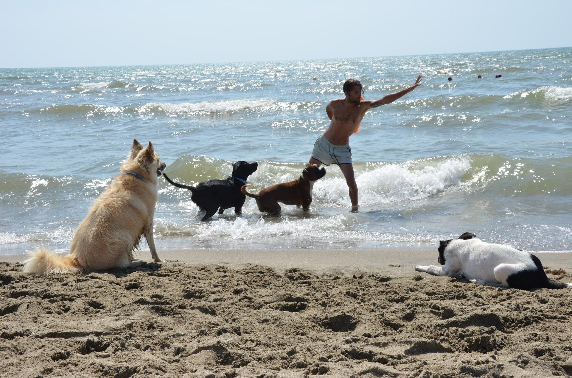cani baubeach - dei cani giocani sulla riva del mare con un ragzzo chelnasconde dietro la schiena un oggetto arancione