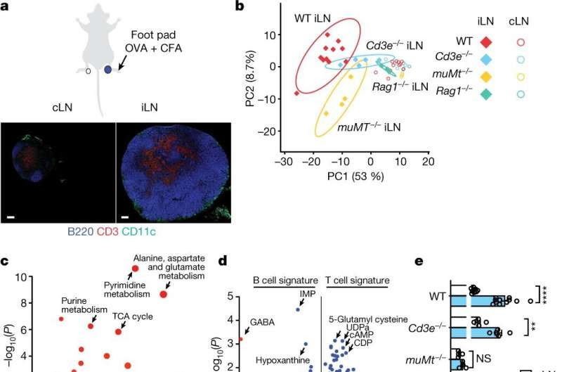 GABA released by B-cells blunts the immune response to tumors