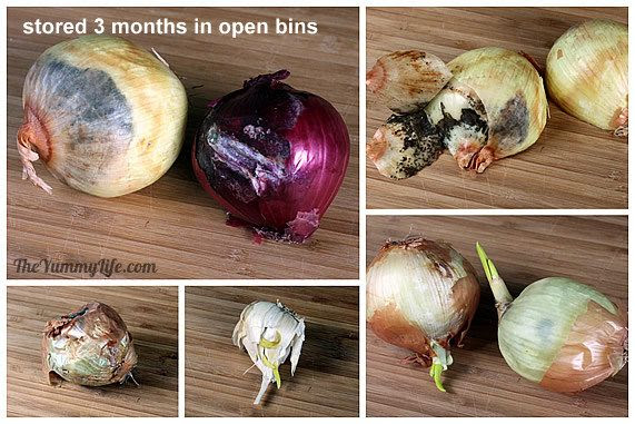 How to Store Onions, Garlic, & Shallots 6010