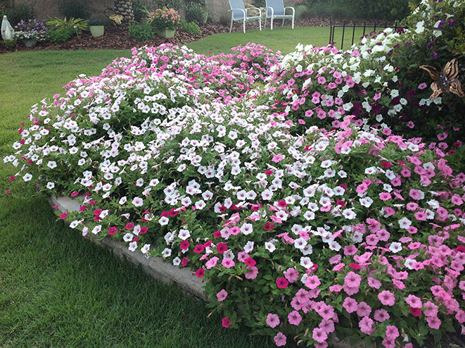 TOP-RATED PLANTS FOR EASY MAINTENANCE Supertunia-Vista-landscape_Proven-Winners