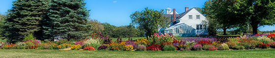 a close up of a flower garden