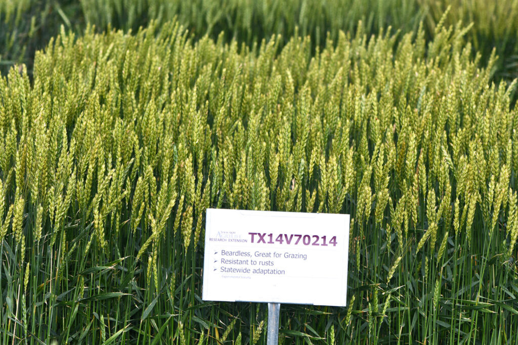 A bright green plot of wheat that has no awns on it. The beardless wheat has a sign in front of it with the number TX14V70214 and a characteristic description.
