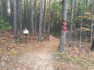 wooded trail with trail markers