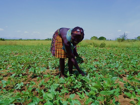 A woman picks vegetables from her garden. Photo: USAID Resilience through Agriculture in South Sudan