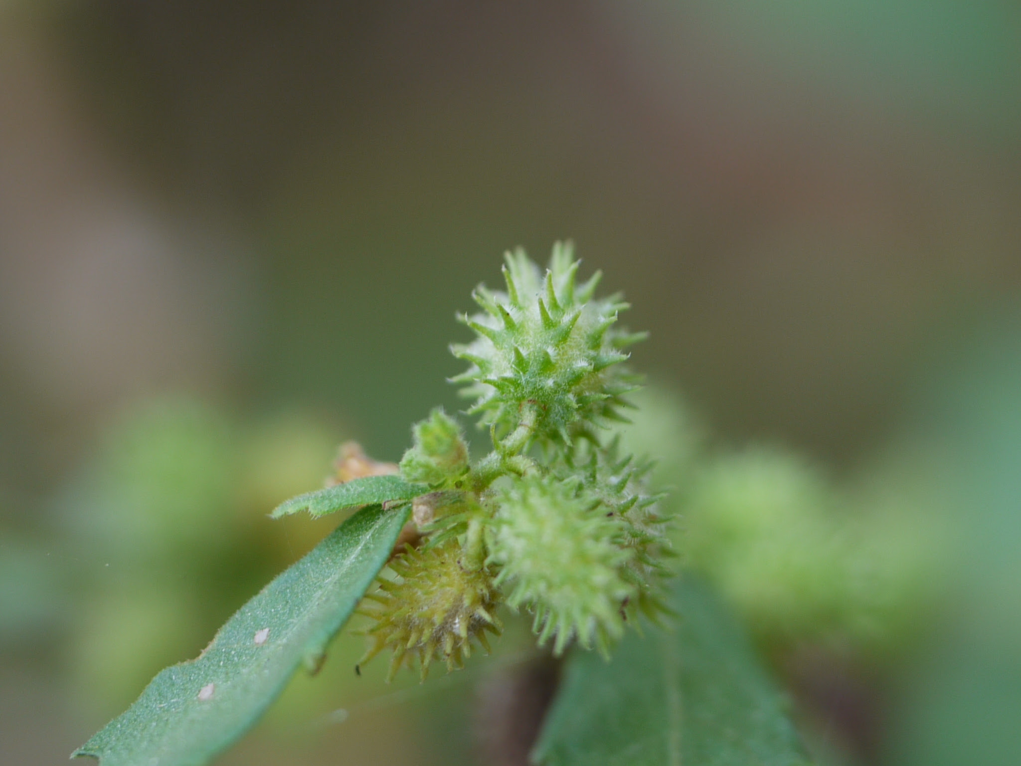 Triumfetta pentandra A.Rich.