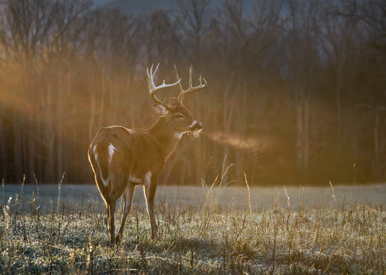 Buck standing in open field at sunrise
