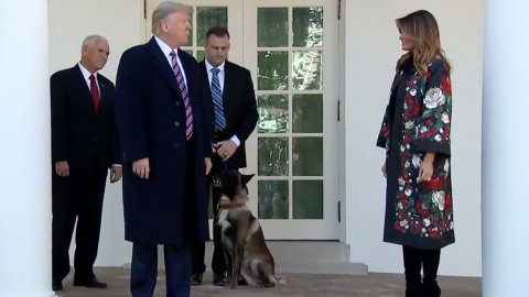 CNN Contributor Bashes Trump For Not Cozying Up to Conan the Military Dog: 'This Is Terrifying'
