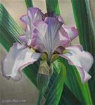Iris Study#7 - Posted on Sunday, February 8, 2015 by Leslie Macon