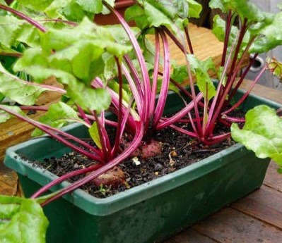 Growing Beets in Containers: How to Grow Beets in Pots | Balcony ...