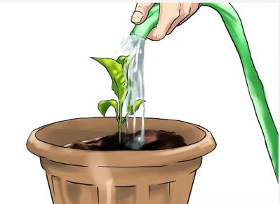 Watering Your Eggplant