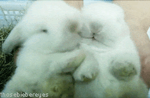 animals bunny rabbit rubbing snuggling