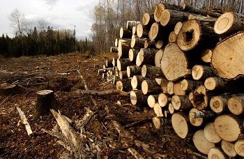 Stacked logs from an aspen harvest on Michigan state forest land