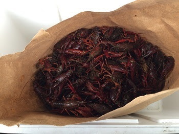 A bag of live red swamp crayfish