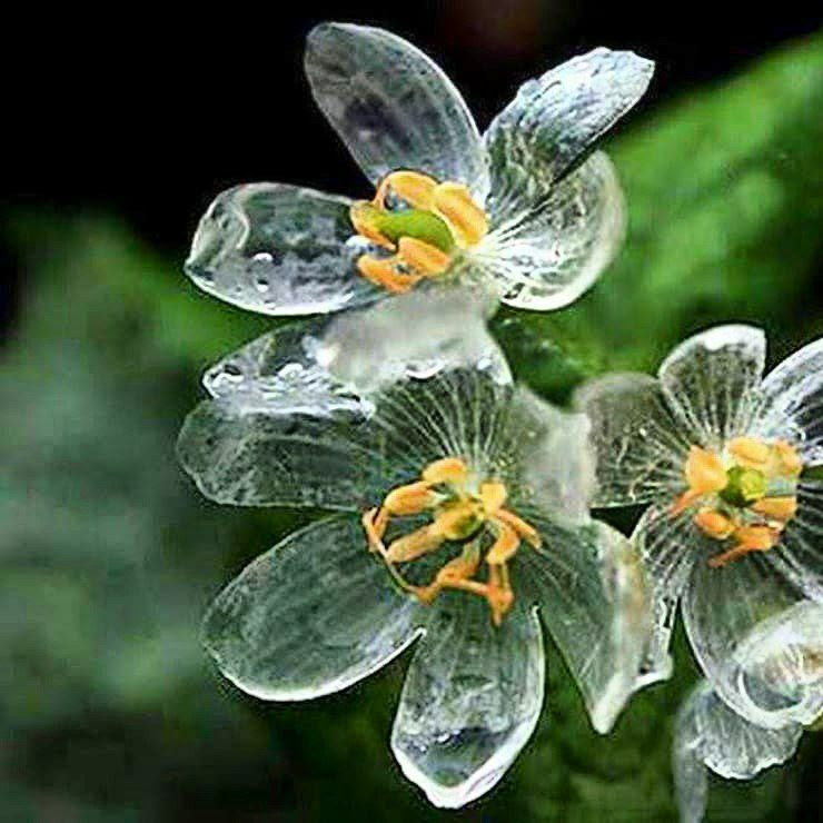 Flowers-glass
