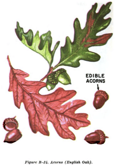acorn english oak illustration edible plants