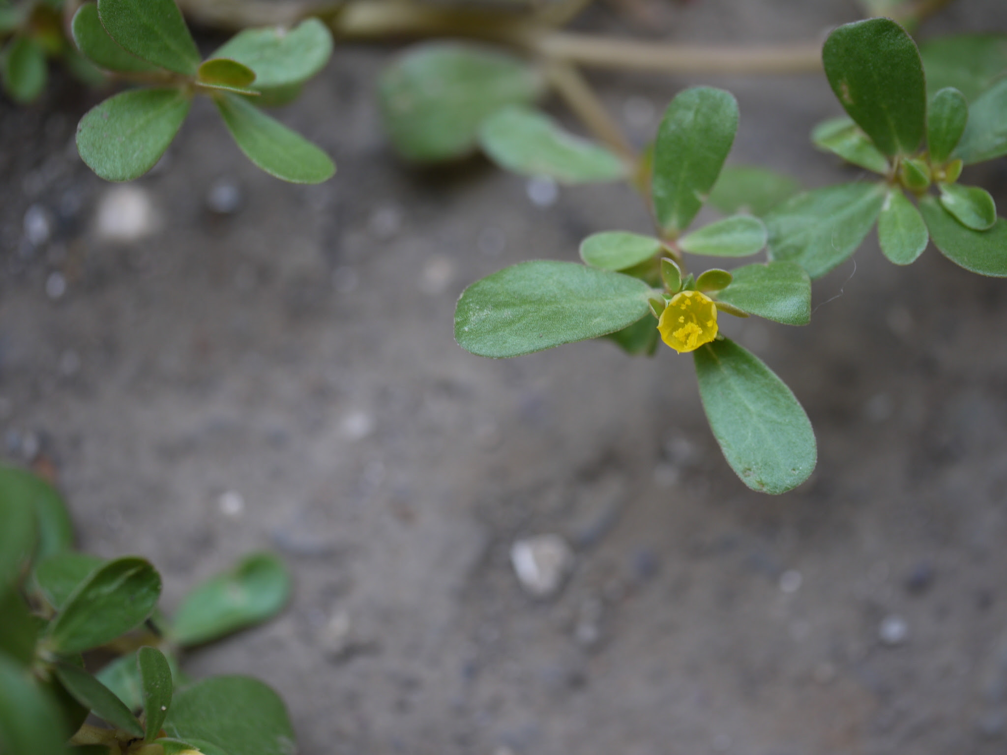 Portulaca oleracea L.