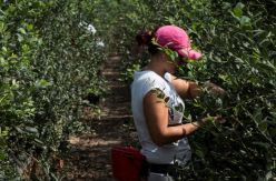 Marruecos repatria a siete de las miles de jornaleras bloqueadas en España que quieren volver a su país