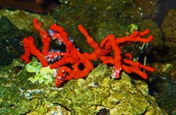 La sobrepesca del coral mediterráneo para la joyería y la homeopatía obliga a España a prohibir su captura