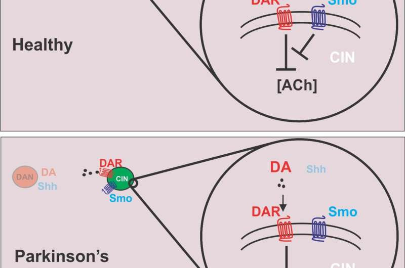 Study suggests sonic hedgehog protein pathway stimulation could help Parkinson's patients