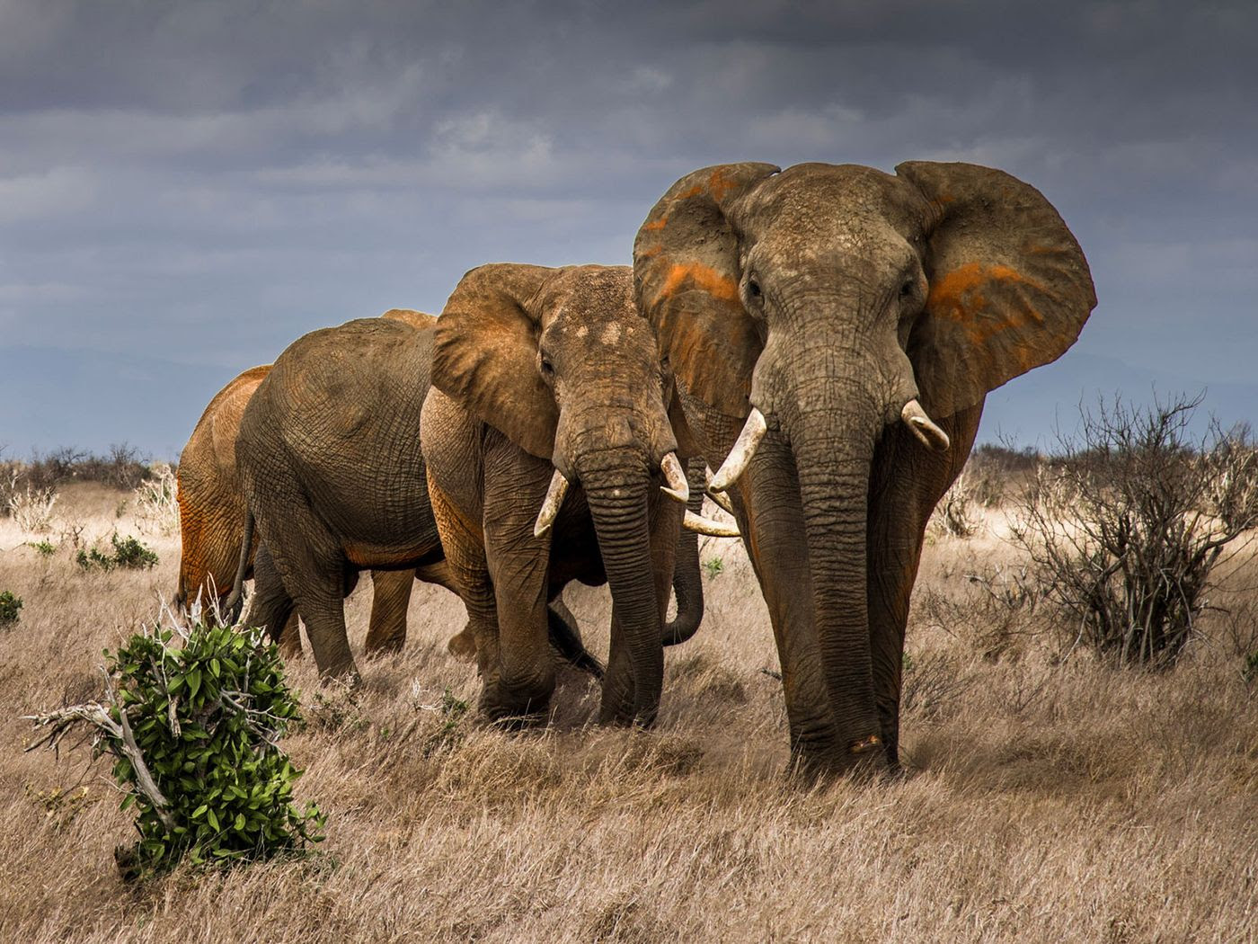 Elephants in Tsavo