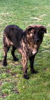 Adozione Gratuita TOMMY, PASTORE UNICO NEL SUO GENERE Cane pastore Maschio
