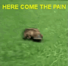 Here Comes The Pain - Pain GIF - Pain GIFs
