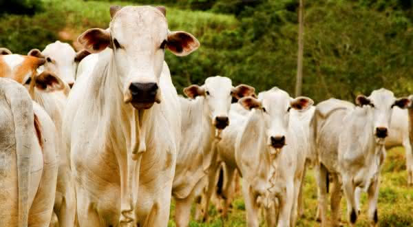 brasil entre os maiores paises produtores agropecuarios do mundo brasil entre os maiores paises produtores agropecuarios do mundo