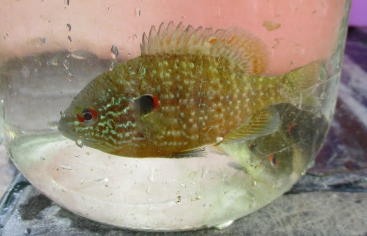 Threatened Northern Sunfish Discovered in Lake Champlain Tributary- Great Chazy River in the village of Champlain, Clinton County, New York. 