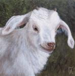 Garuda Aviary Fundraiser - Wendy the Baby Goat - Posted on Wednesday, November 12, 2014 by Elizabeth Elgin