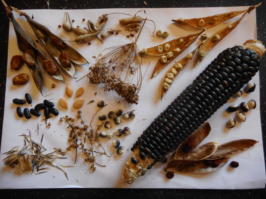 Growing home-saved seed & supporting independent organic seed companies ensures diversity in seed supply & future food security Growing home-saved seed & supporting independent organic seed companies ensures diversity in seed supply & future food security