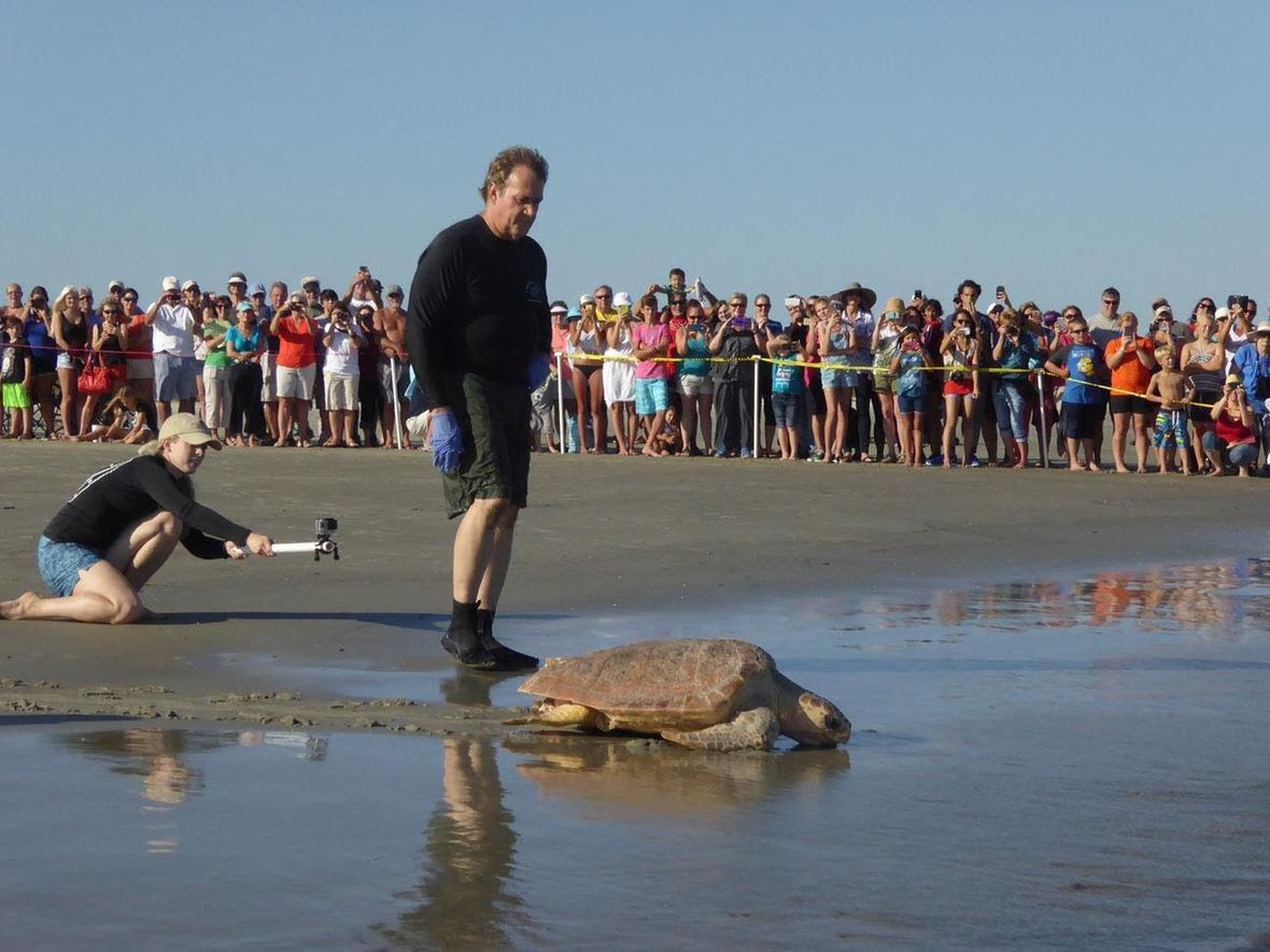 Dr. Terry Norton releasing a turtle saved by the Georgia Sea Turtle Center on Jekyll Island, GA.