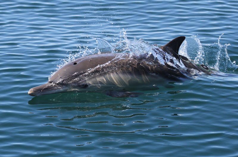 Common dolphin swimming wild and free
