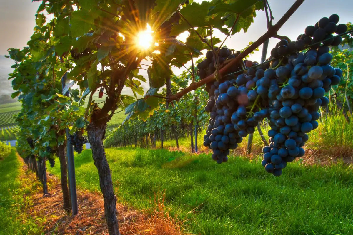 Vineyards with ripe Mavrud grapes