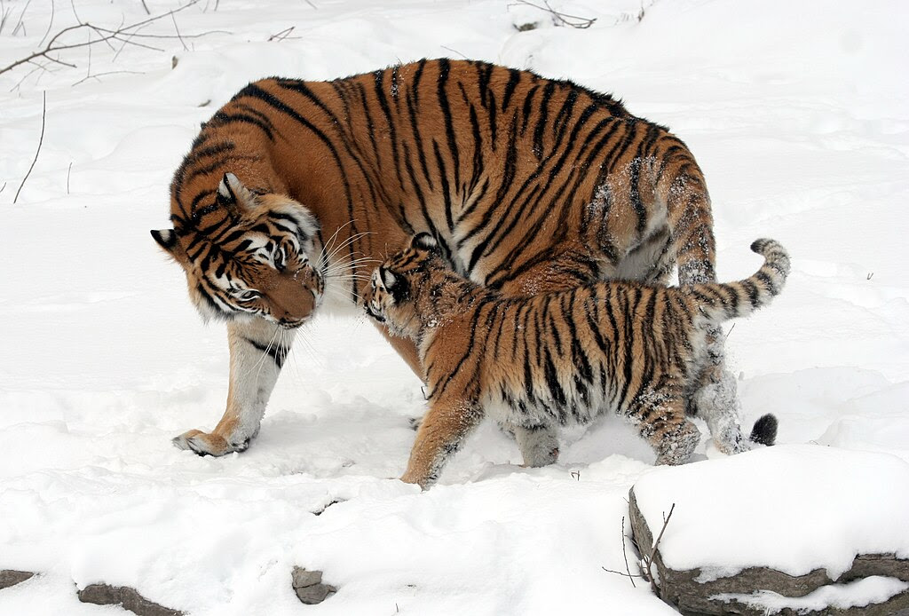 http://upload.wikimedia.org/wikipedia/commons/thumb/9/9e/Panthera_tigris_altaica_13_-_Buffalo_Zoo.jpg/1024px-Panthera_tigris_altaica_13_-_Buffalo_Zoo.jpg