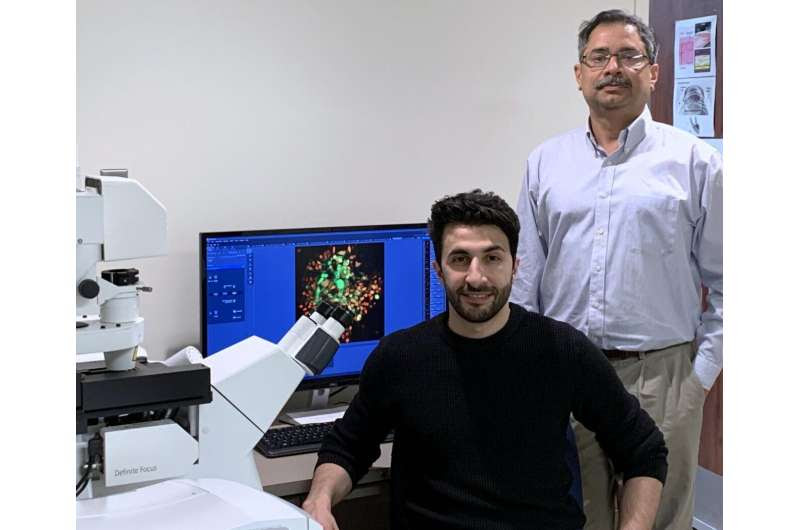 UIC researchers discover hidden link between cellular defense systems