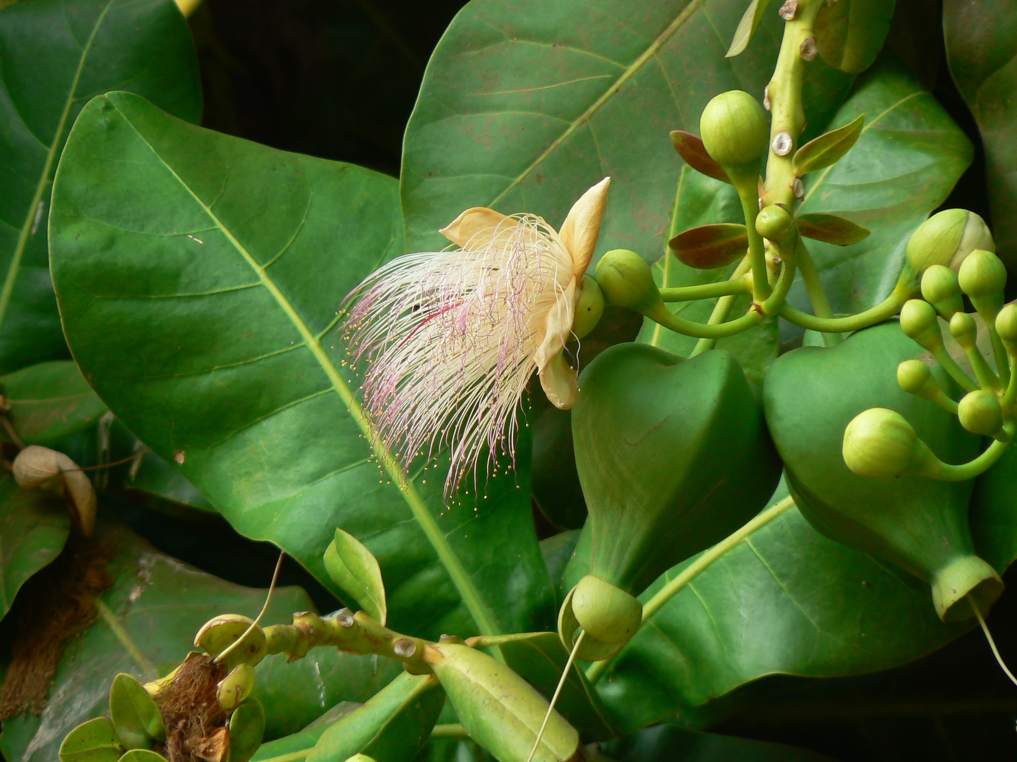 Barringtonia asiatica (L.) Kurz
