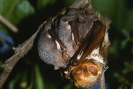 eastern red bat triple pups