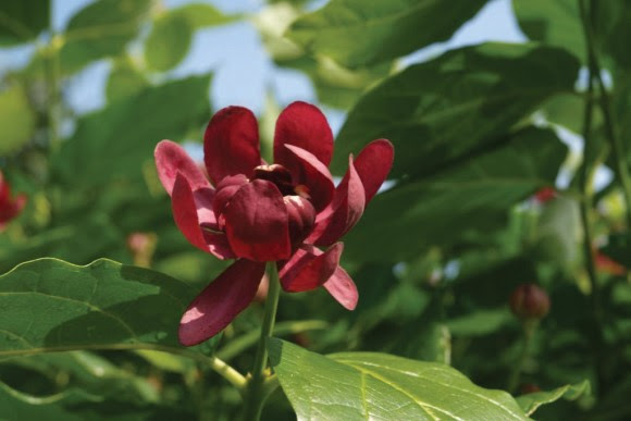 Aphrodite sweetshrub flower