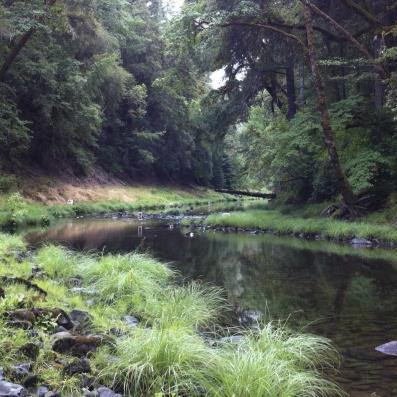 _Rivendell_ in the Angelo Coast Range Reserve