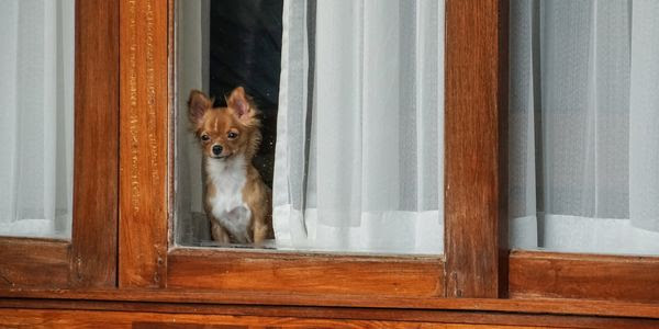 A small, frightened dog looks out of a window at someone coming home.