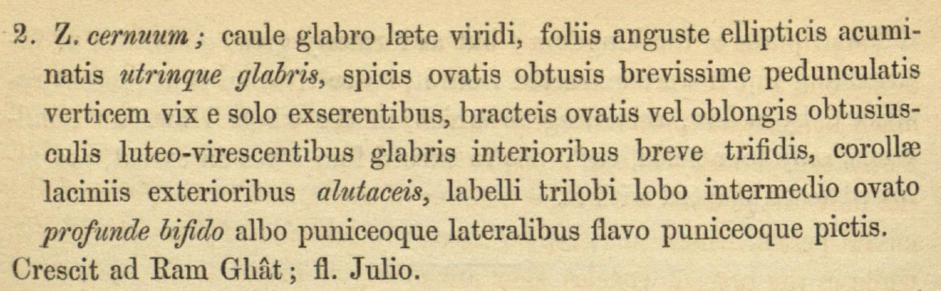 Description of Zingiber cernuum Dalzell, in Latin