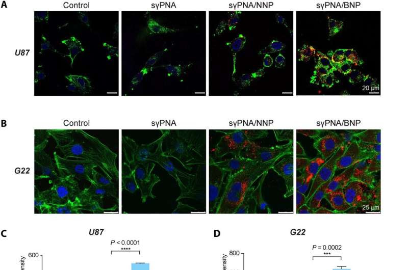 Pharmacy researchers develop treatment for glioblastoma