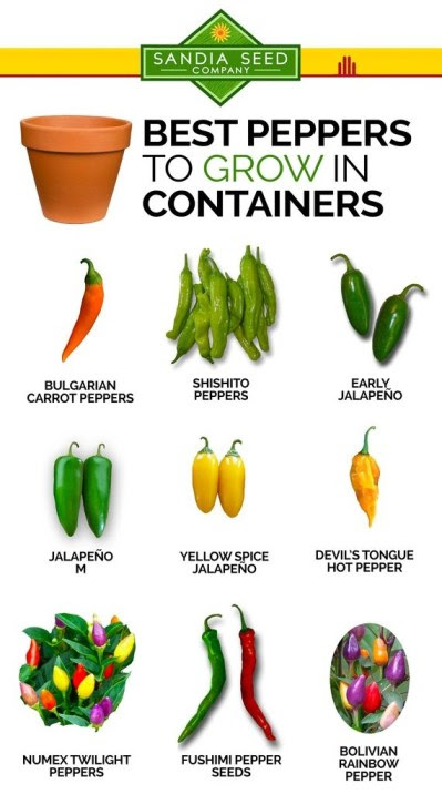 Best Peppers to Grow in Containers