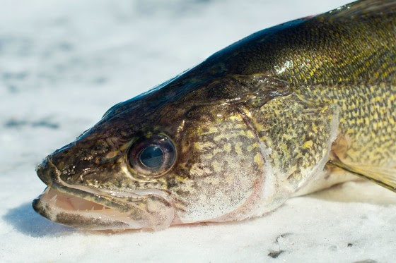 A walleye fish on an icy lake.