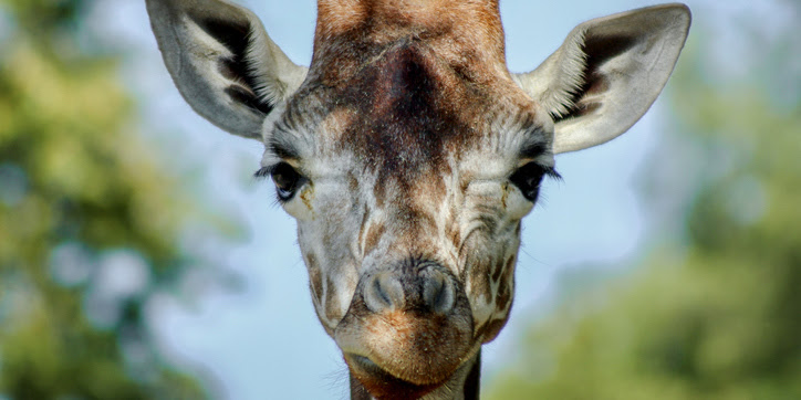 A lone giraffe stares into the camera.