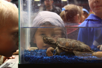 kid looking at a turtle in tank
