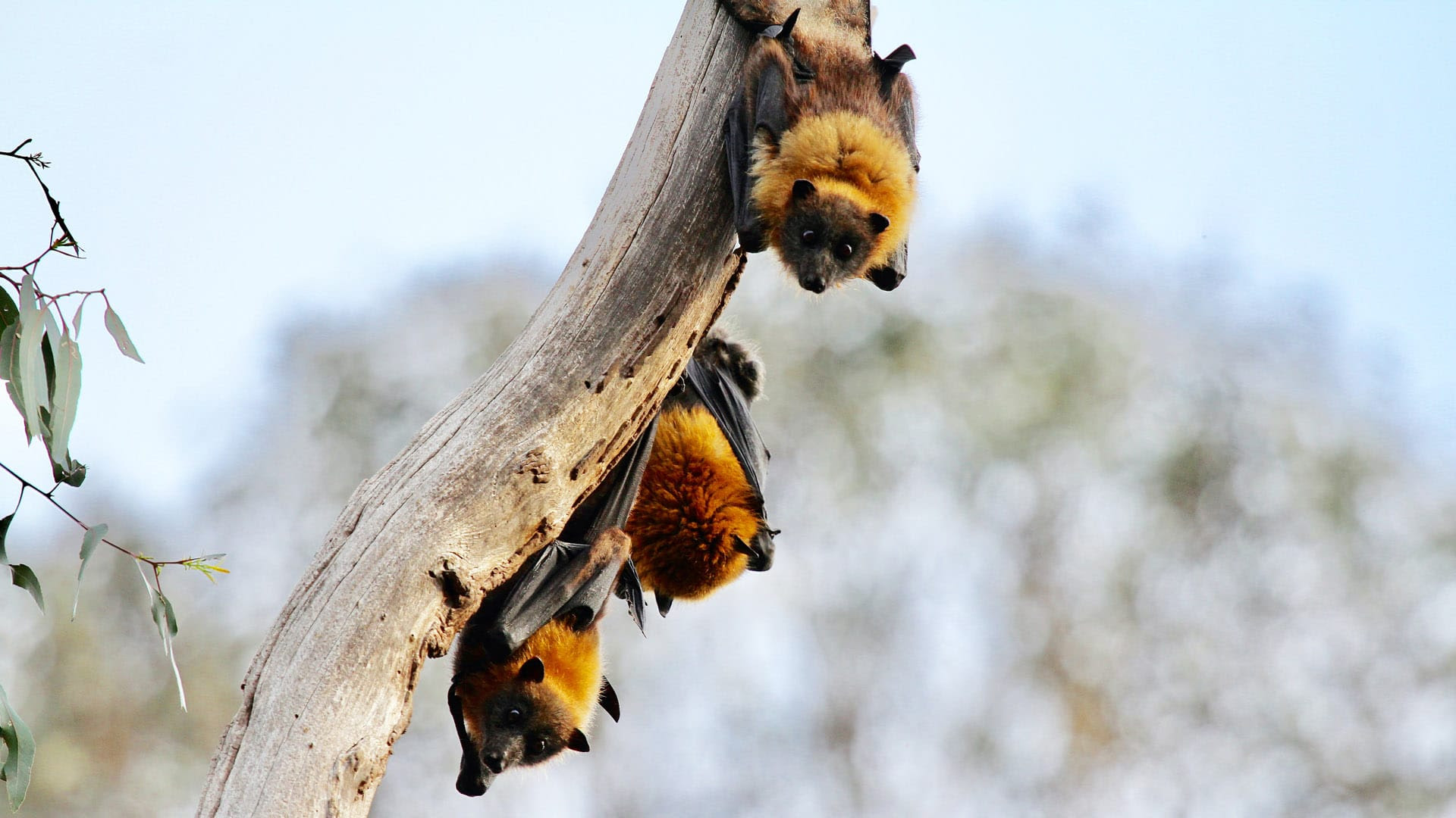 Covid-19 Reignites a Contentious Debate Over Bats and Disease