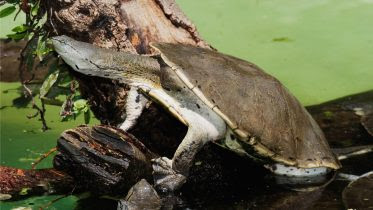 Hilaire’s Side Necked Turtle